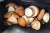 Boletus Mushrooms