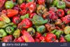 Dried Capsicum