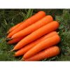 Fresh Carrots