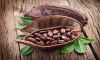 Organic Cocoa Bean