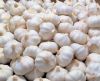 Quality Fresh Garlic