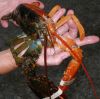 WHOLE WFROZEN LOBSTER / FROZEN LOBSTER TAIL / FRESH LIVE LOBSTER