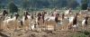 Livestock Full Blood Boer Goats for sale