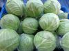 Fresh Cabbage From Fresh Harvest