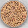 Premium Quality Feed barley For Animal Feed and Human Consumption