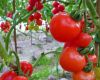 Red Round Indeterminate Tomato Seed FST 076