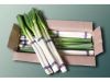 Fresh New Crop Long Shape Fresh Scallion WholeSale Price