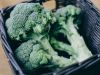 Best Price And Quality Fresh Broccoli For Sale