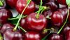 Bagged Fresh Cherries / Frozen Cherries Price Lower and High Quality