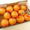 Fresh Citrus Fruits, Juicy Oranges and Valencia Oranges High Quality