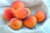 Fresh apricot, Organic Fresh apricot, Fresh Apricot fruit from South Africa