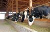 Cattle Feeds Bulk Feeds Best Nutrition Premix