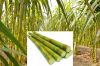 FROZEN SUGARCANE WITH PREMIUM QUALITY