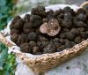 Mushroom Fresh Black Truffle, High Quality Fresh Truffle, Black Truffle