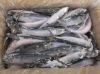 Frozen Mackerel/Tilapia/Nile Fish