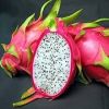Fresh dragon fruit quality for sale best price