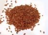 Hybrid Carot Seeds, Common Carrot Seeds