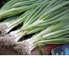 fresh scallions