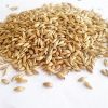 Barley for Animal Feeds