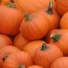 Best Quality Fresh Pumpkins