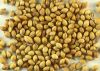 Top Quality  Coriander Seeds