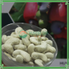 CASHEW NUTS WW240 / BEST QUALITY