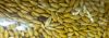 Healthy Canary Birds and Canary seed for sale