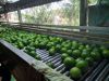 Fresh Seedless Lime