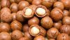 Macadamia Nuts/ Shell and Unshell Macadamia Nuts/Whole Raw Macadamia Nuts
