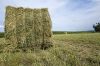 Top Quality Alfafa Hay for Animal Feeding Stuff Alfalfa / Alfalfa Hay / Alfalfa Hay FOR SALE