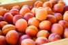 Fresh Organic Apricot Canned in Light Syrup with Competitive price