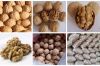 High Quality Light Amber Halves Walnut Kernels for sale