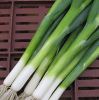 Fresh Scallion