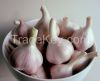 Fresh garlic