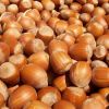 hazel nuts for sale