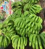 Fresh Cavendish Bananas