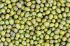 Green  3.6mm up / Green Mung Bean/ Green Moong Beans