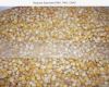 Yellow Corn For Animal Feed NON GMO