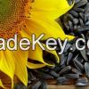 Sunflower Seeds / Sun Flower Seeds