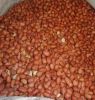 Peanuts, pea nut, Raw Ground nuts, java nuts, Pistachios, pine nuts, pecan nuts, Hazel nuts, Cashew Nuts, Cashews, 