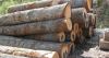 wood logs, Sawn Wood, planks, Pine and Zingana, teak, pine, radiata, wood chips, pellets, planks, firewood, mangrove