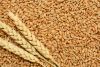 Soft wheat, Wheat, grains, barley, wheat flour, best quality, cheap, pure, natural, non GMO, organic