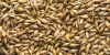 Barley, Rye Malt, Corn, Yellow Corn, White Corn, Wheat Buckwheat, Millet, Sorghum, Chia Seeds, Quinoa, Oats