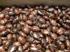 100% Natural Castor seed New Sales offer.