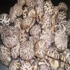 Fresh Dry Shiitake Mushrooms