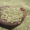 Hot Selling Arabica Green Coffee Beans