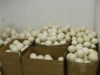 Fertile Ostrich Eggs