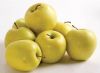 Hot Sale High Quality Golden Delicious Apple