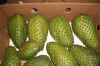 High Quality Soursop Fruits for Sale