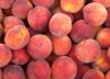Premium Quality Fresh Peaches for Sale